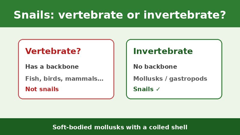 Comparison cards explaining snails are invertebrates without a backbone