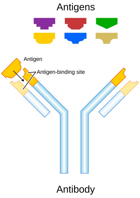 Diagram of a Y-shaped antibody with antigen-binding sites at the tips of its arms