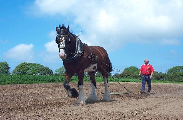 A Shire draft horse pulling a harrow across a field at the Dyfed Shire Horse Farm in Wales
