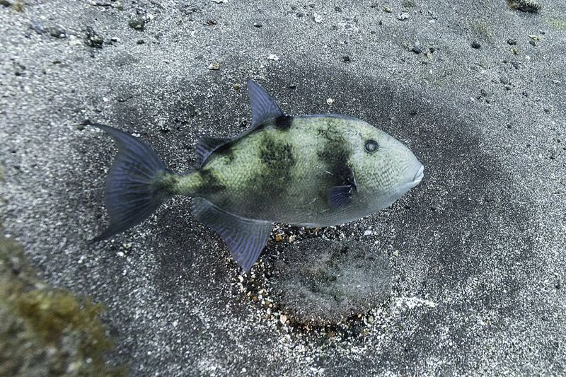 Gray triggerfish swimming beside its sand nest on the seafloor