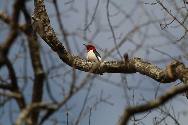 Red-headed woodpecker perched on a bare tree branch against a gray sky