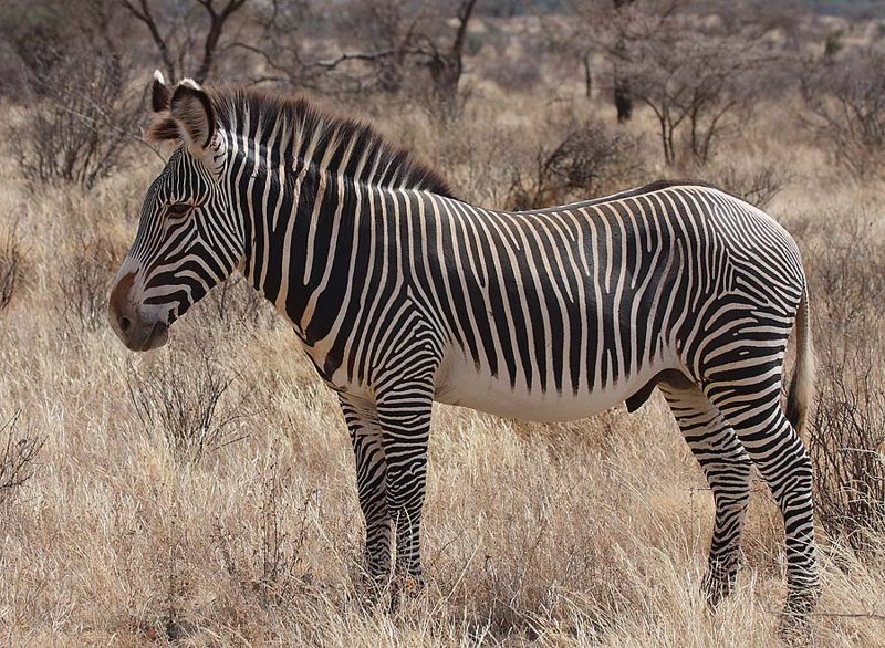 A Grevy's zebra stallion with narrow black and white stripes standing in dry grassland