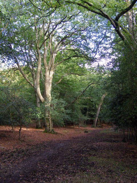 Beech trees and leaf-covered forest floor in Bramble Wood, New Forest