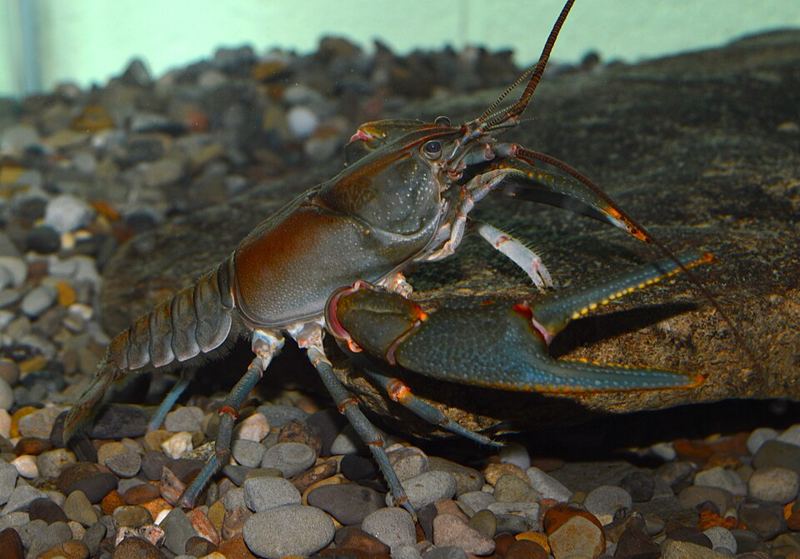 A blue-gray Big Sandy crayfish on a rock in an aquarium