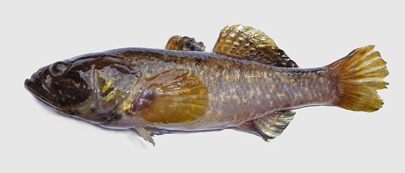 Amur sleeper fish (Perccottus glenii) photographed from the side on a white background