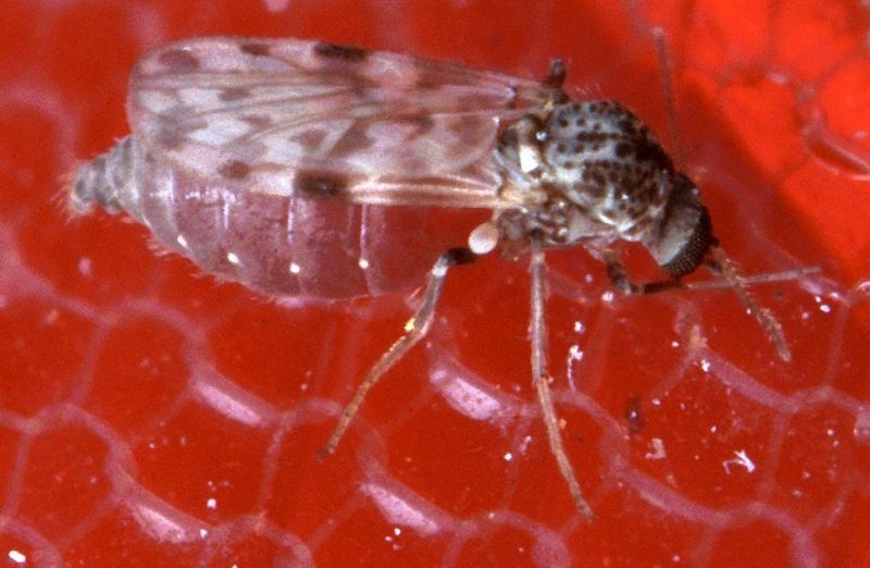 Close-up of a Culicoides biting midge