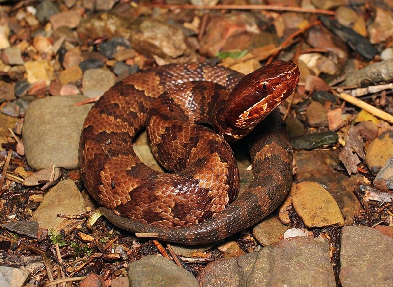 A coiled cottonmouth, also called a water moccasin, on rocky ground