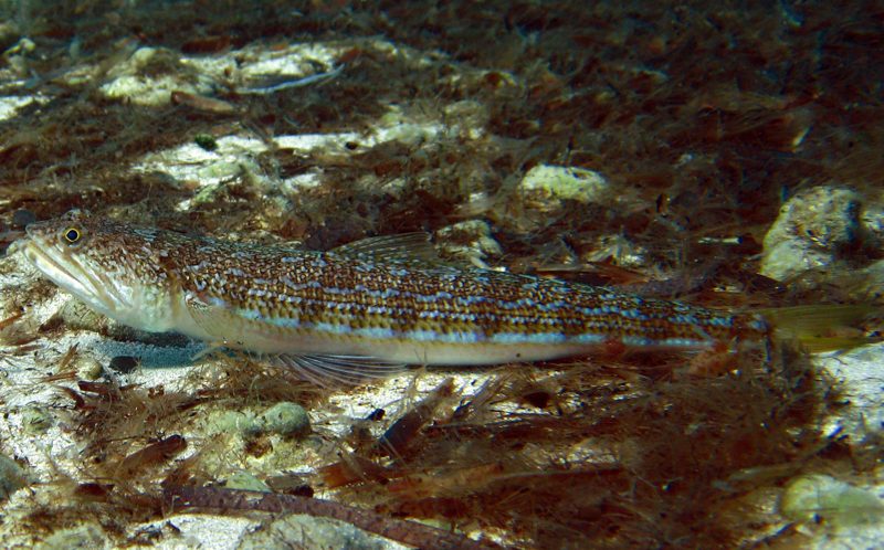 A striped lizardfish (Synodus saurus) resting on a sandy sea floor
