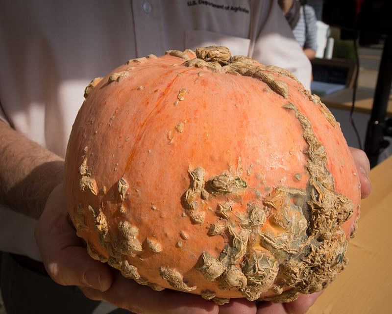 Hands holding an orange heirloom pumpkin with a bumpy, warty skin