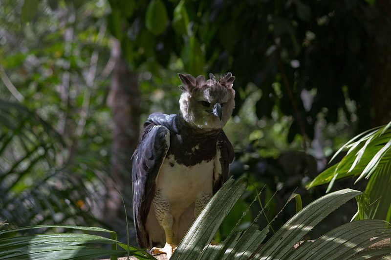 Harpy eagle with a gray crested head perched on a branch