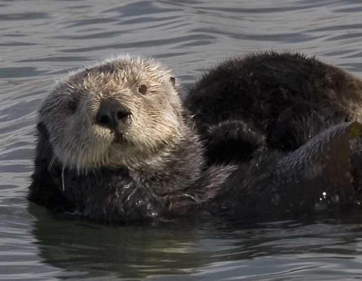 A sea otter floating on its back in the water at Morro Bay, California