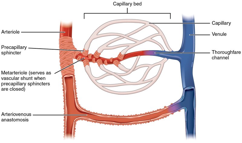 Labeled diagram of a capillary bed connecting arterioles and venules