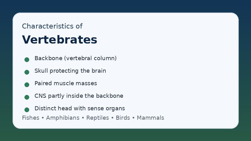 Infographic listing key characteristics of vertebrates