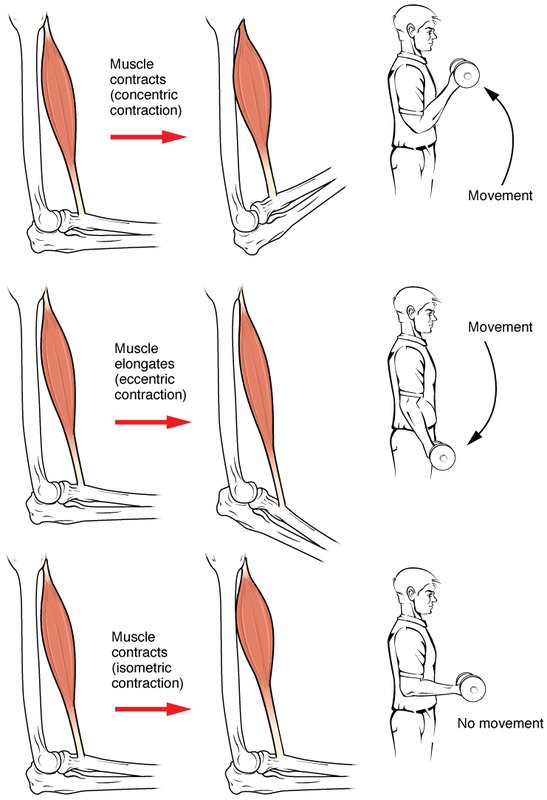 Diagram of concentric, eccentric, and isometric muscle contractions