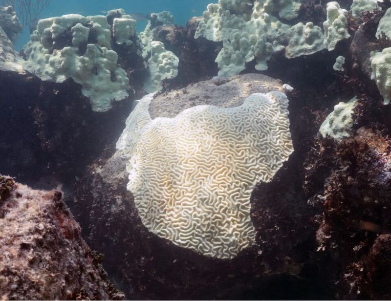 Bleached white brain coral on a reef in the Florida Keys