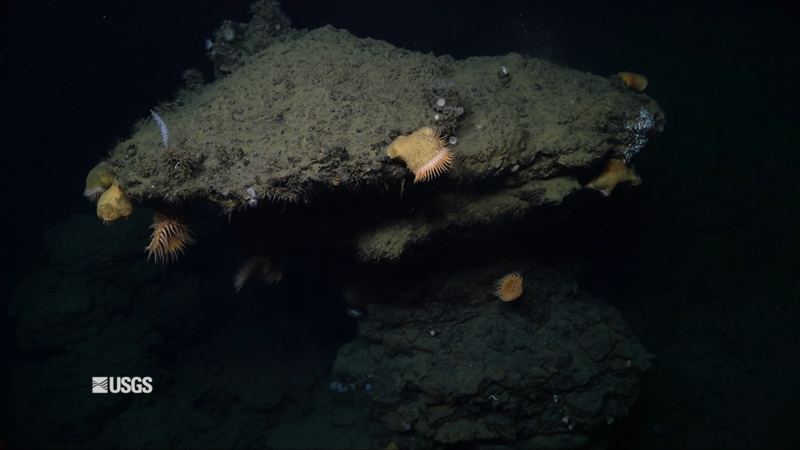 Seafloor massive sulfide deposit with sea anemones on the deep ocean floor