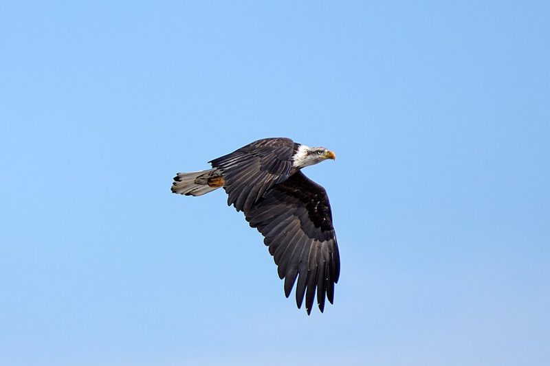 A bald eagle in flight against a clear blue sky