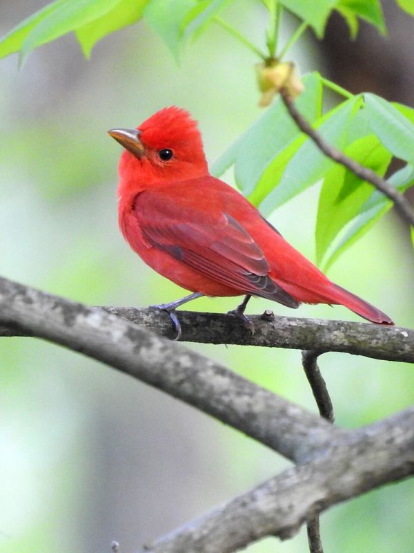 A red male Summer Tanager perched on a branch