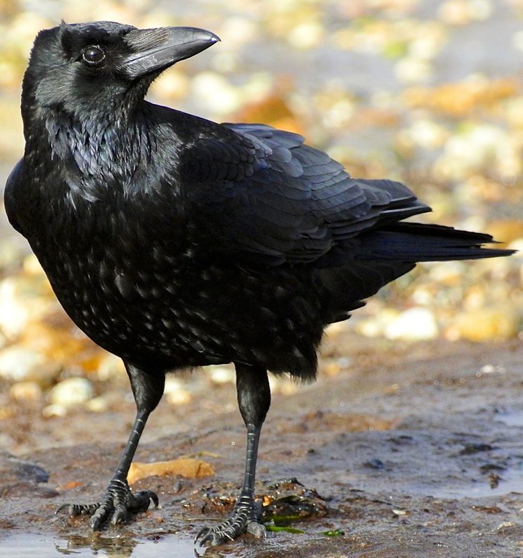 A black carrion crow standing on grass
