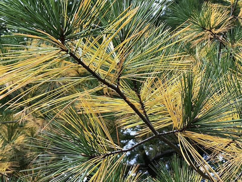 Eastern white pine branches with older needles turning yellow in autumn among green needles