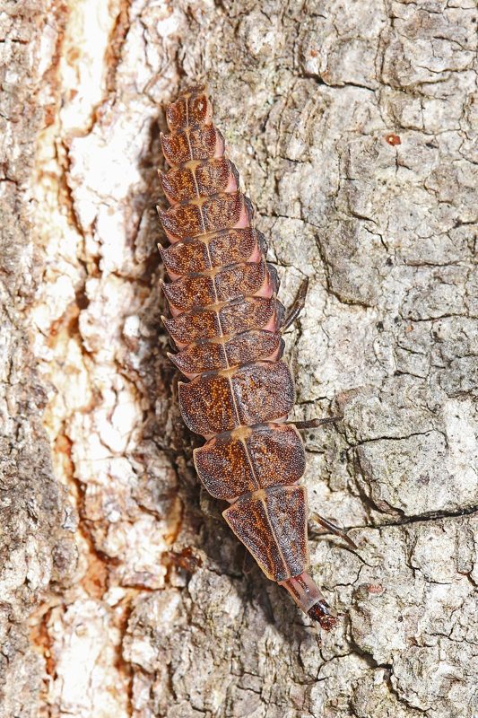 A firefly larva, often called a glowworm, crawling on tree bark