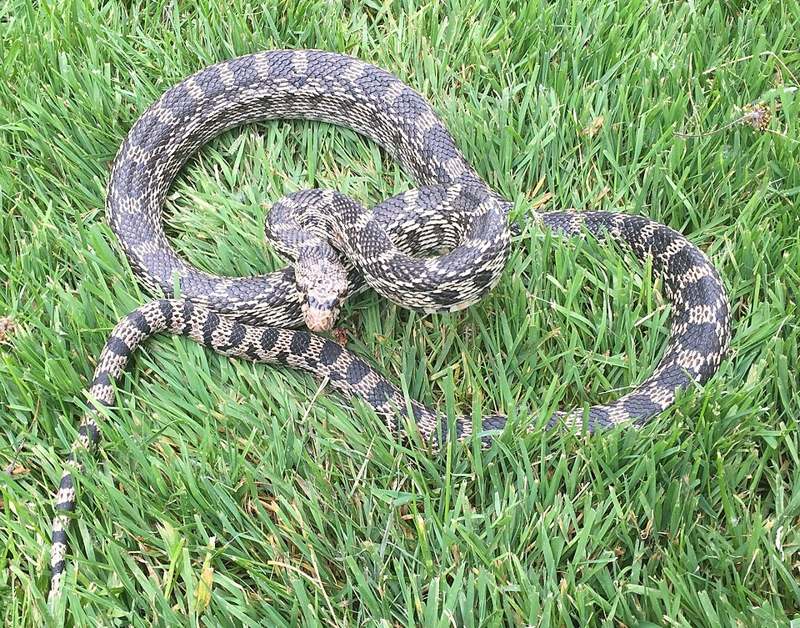 A gopher snake with blotchy brown markings coiled on a green lawn with its head raised