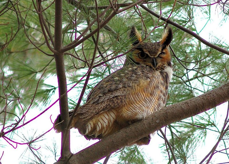 A great horned owl with prominent ear tufts and yellow eyes perched in a tree