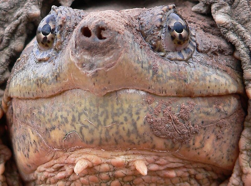 Close-up of a common snapping turtle's face showing its toothless, beak-like jaws