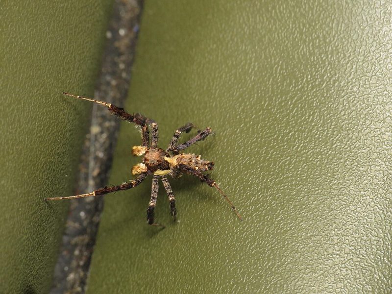 Portia fimbriata jumping spider on a green surface