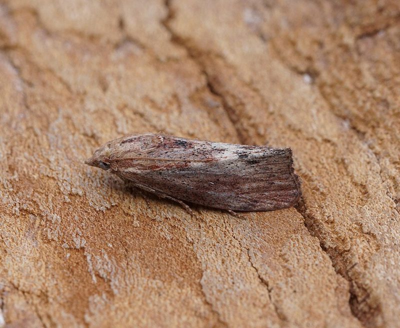 Adult greater wax moth, the moth that waxworms turn into, resting on wood
