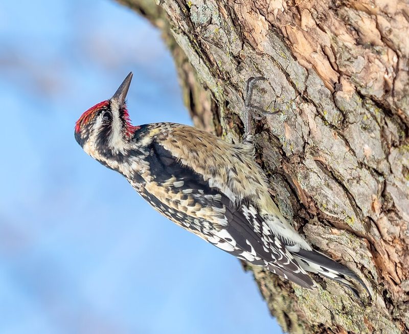 A yellow-bellied sapsucker, a migratory woodpecker, clinging to a tree trunk