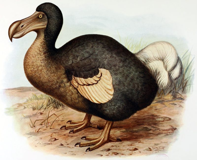 Painted illustration of a dodo, a plump grey flightless bird with a large hooked beak, standing on sandy ground