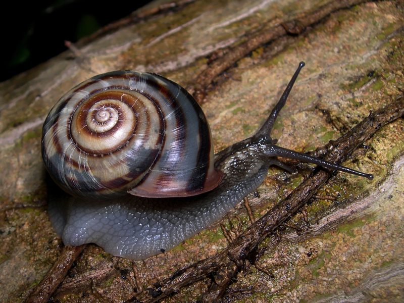 A Japanese Euhadra land snail with a banded brown and cream right-coiling shell crawling on bark
