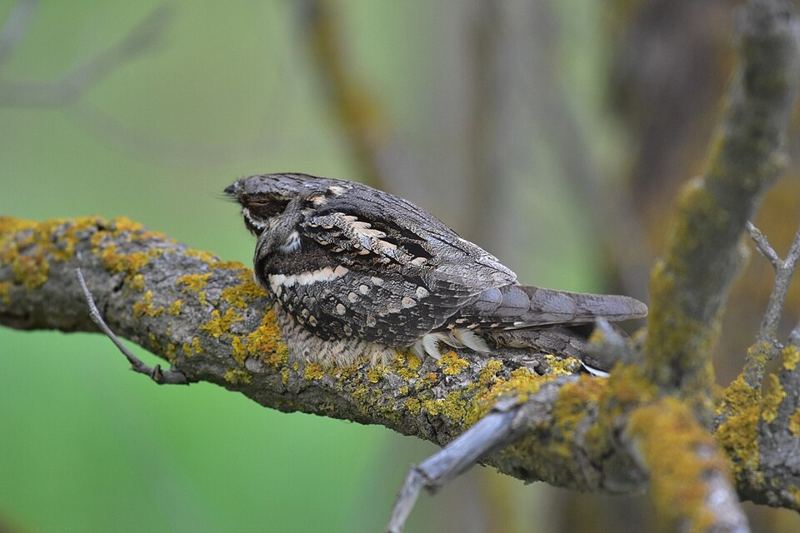 European nightjar with mottled gray-brown plumage perched on a lichen-covered branch
