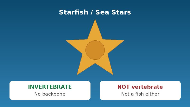 Diagram showing starfish as invertebrates, not vertebrates