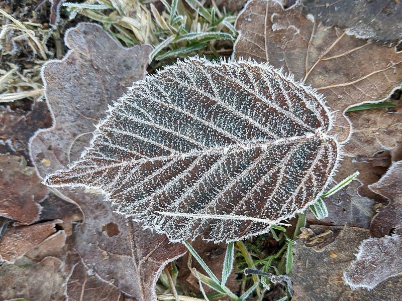 Fallen leaf edged with white frost crystals on the ground