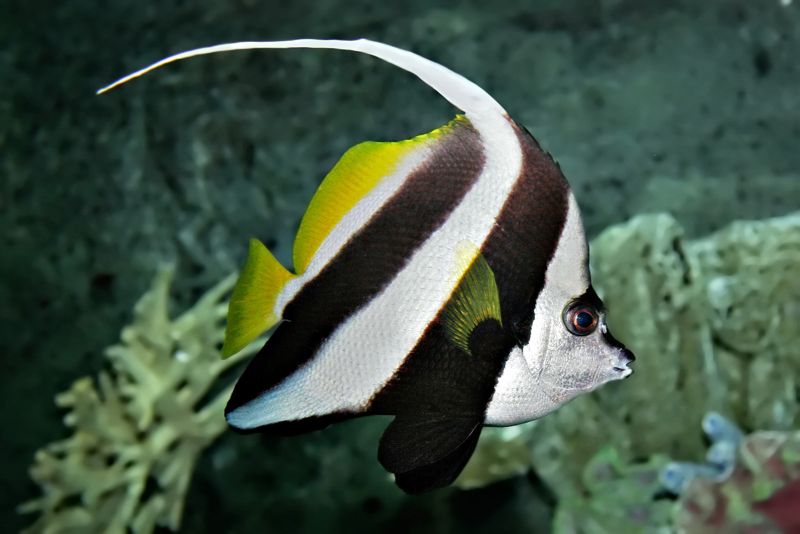 Pennant coralfish (Heniochus acuminatus) in an aquarium