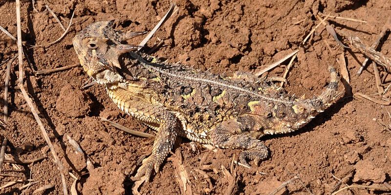 Texas horned lizard in Armstrong County, Texas