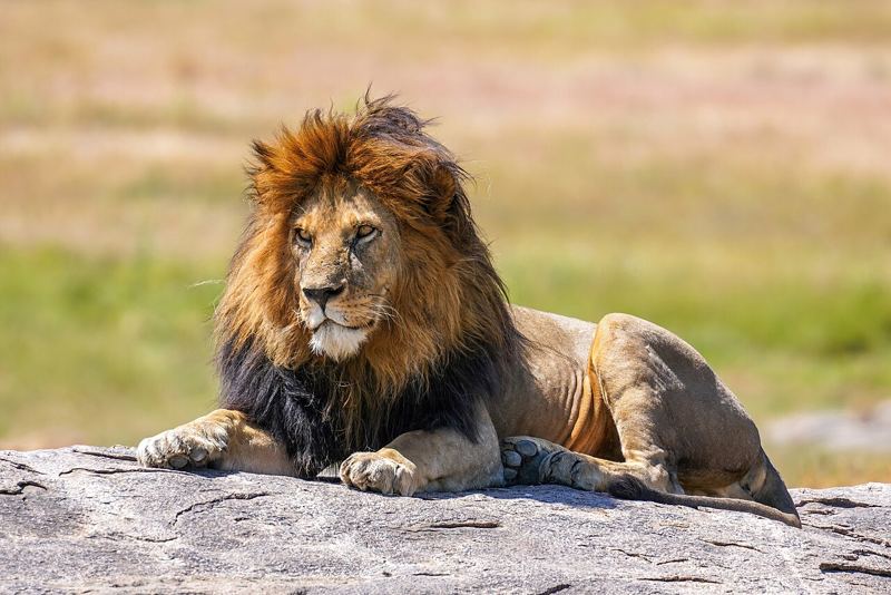 Male lion resting on a rock in Serengeti National Park