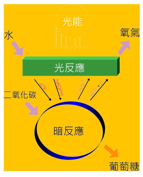 Simple diagram of photosynthesis: plant takes in sunlight, water, and carbon dioxide and produces oxygen and sugar