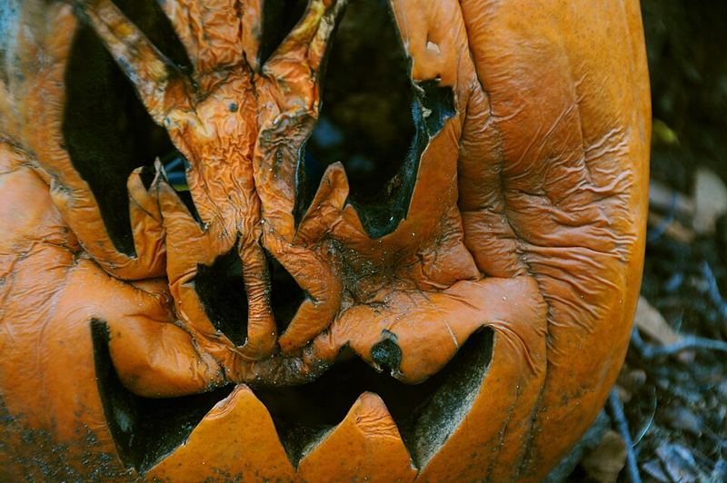 Close-up of a carved jack-o'-lantern that has shriveled and collapsed a few days after Halloween