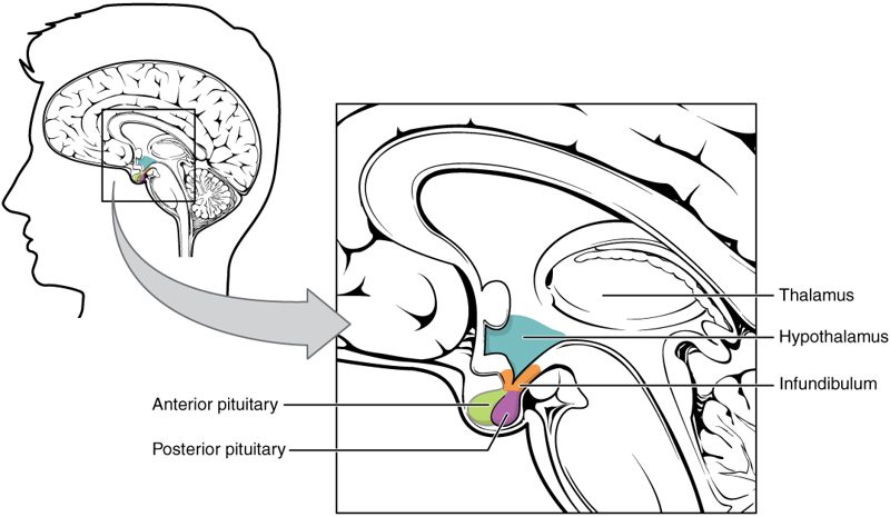 Diagram of the human brain showing the hypothalamus, thalamus, infundibulum, and anterior and posterior pituitary