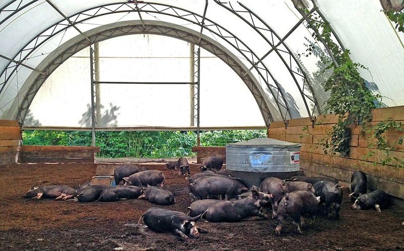 Pigs feeding together in a farmyard pen