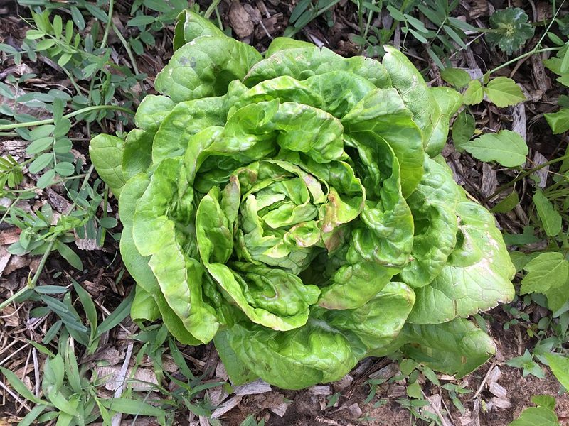 A head of Buttercrunch butterhead lettuce with soft, loosely cupped green leaves growing in a garden