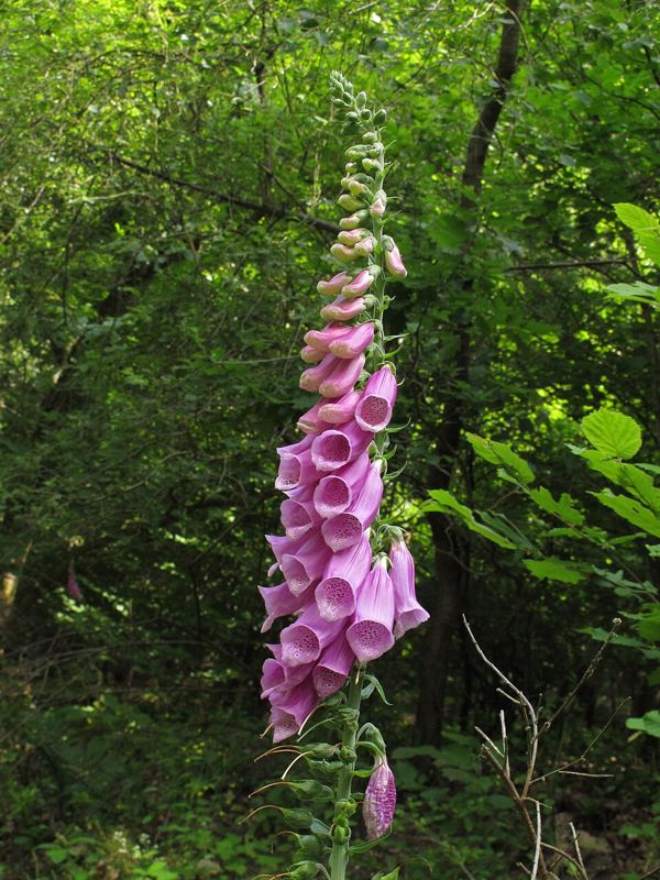 Tall spike of pink-purple common foxglove flowers in a wooded area