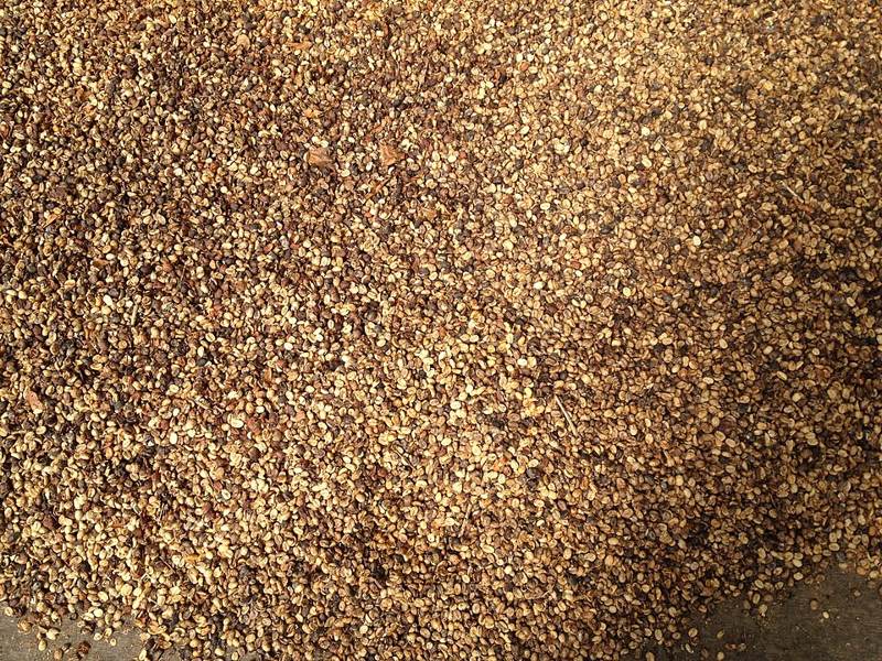 Unroasted green Kona coffee beans, the stage at which coffee is decaffeinated