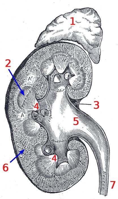 Vertical section of a human kidney (Gray's Anatomy, public domain)