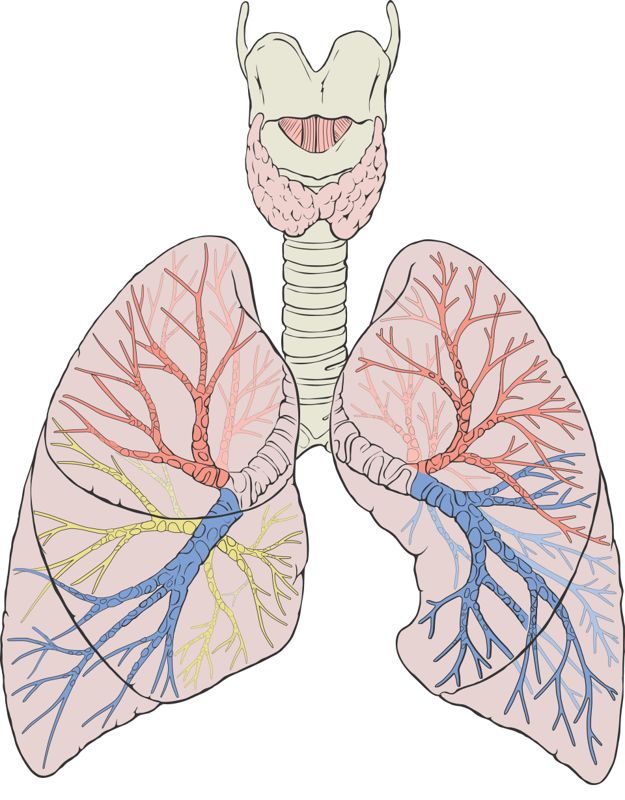 Illustration of the human lungs showing their lobes, bronchi and windpipe