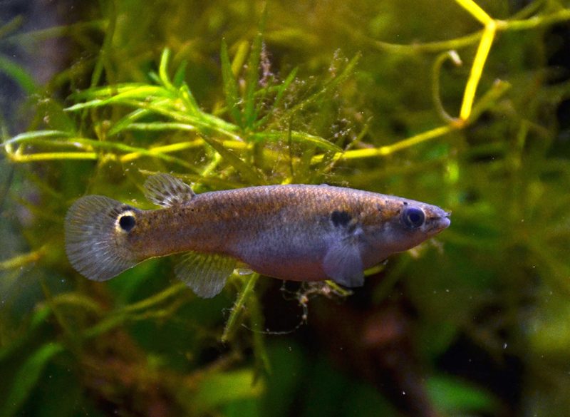 A mangrove rivulus fish swimming among green aquatic plants