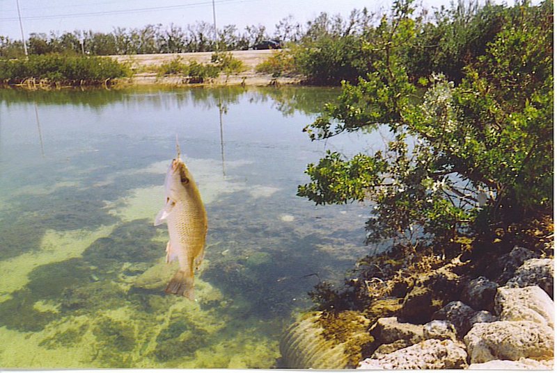 Mangrove snapper (gray snapper) caught in the Florida Keys